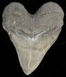 Serrated, Fossil Megalodon Tooth - Huge Root #38721-2